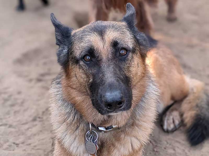 Great Bay Kennel Forms