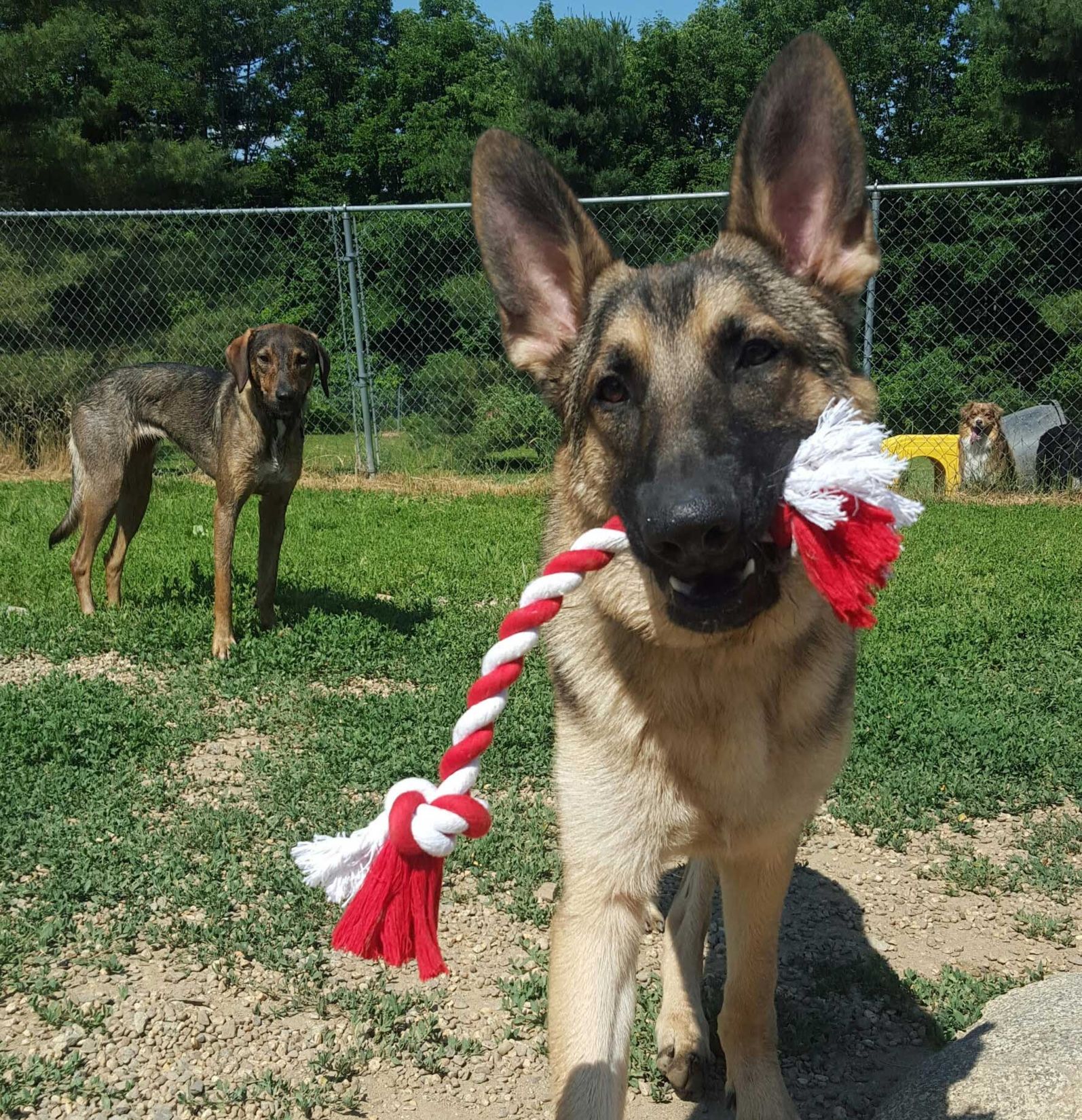 Durham Dog Day Care