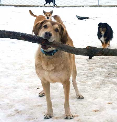 Dog Day Care in Durham