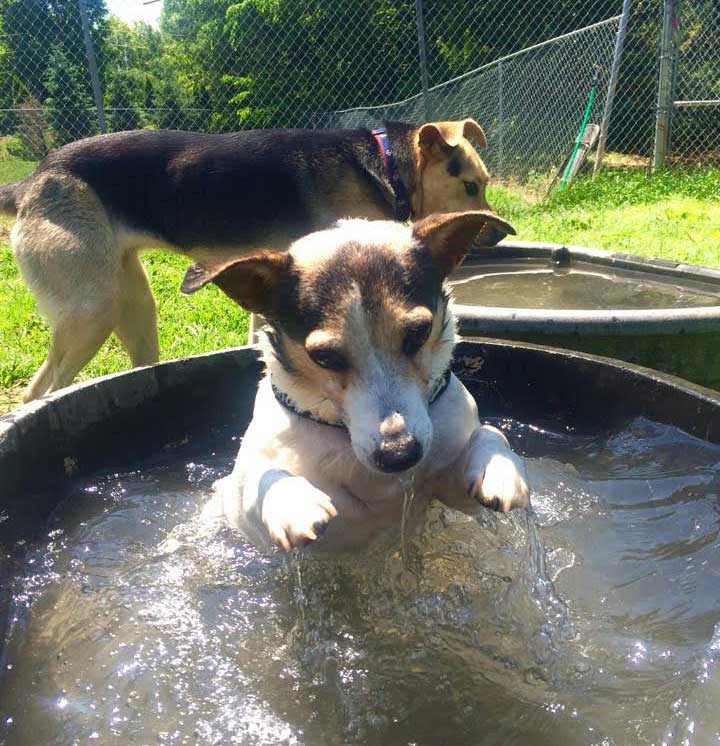 Pet boarding facility in Durham